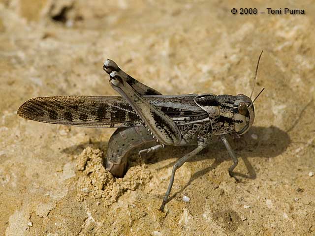 Locusta migratoria in ovideposizione